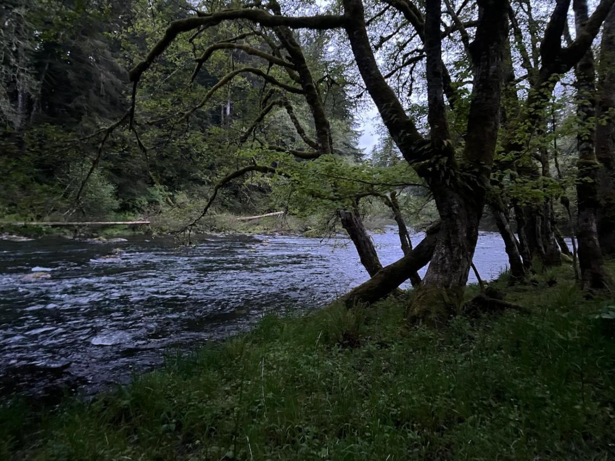 A Relaxing Getaway-A Backwoods Cabin Solduc River Beaver Exterior photo