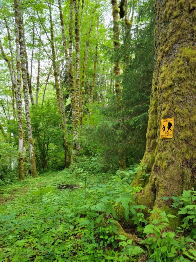 A Relaxing Getaway-A Backwoods Cabin Solduc River Beaver Exterior photo
